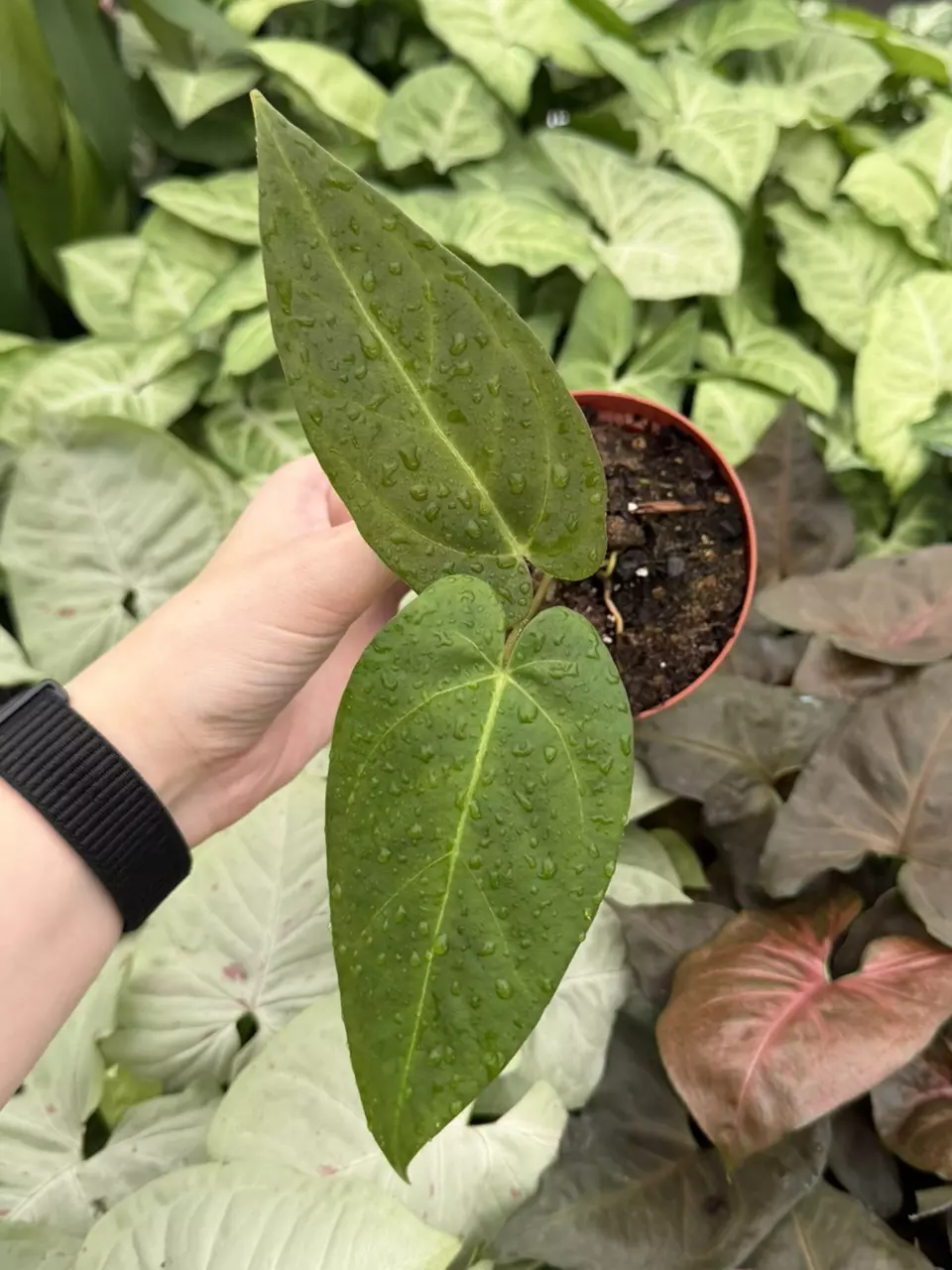 Anthurium Fort Sherman x Guna Yala Specific 4” Pot 8290EMP | F thumbnail