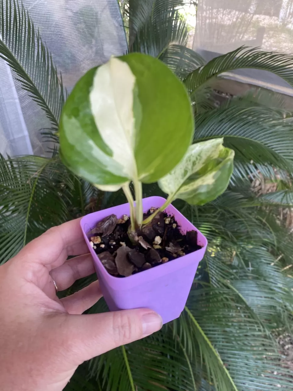 Manjula Pothos thumbnail