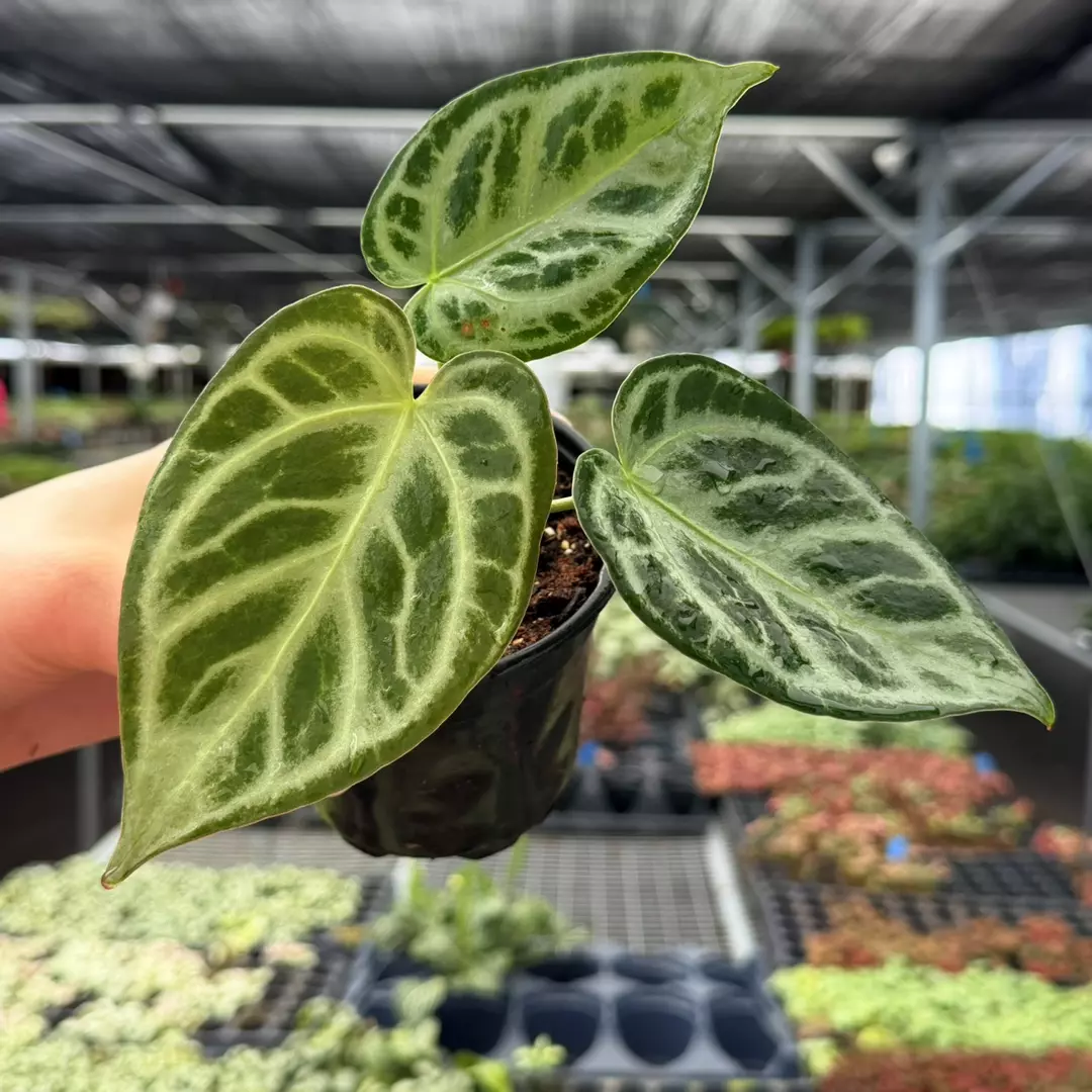Anthurium Silver Blush x Dorayaki x Silver Bowl Specific 4” Pot 9105ZSP | F | thumbnail
