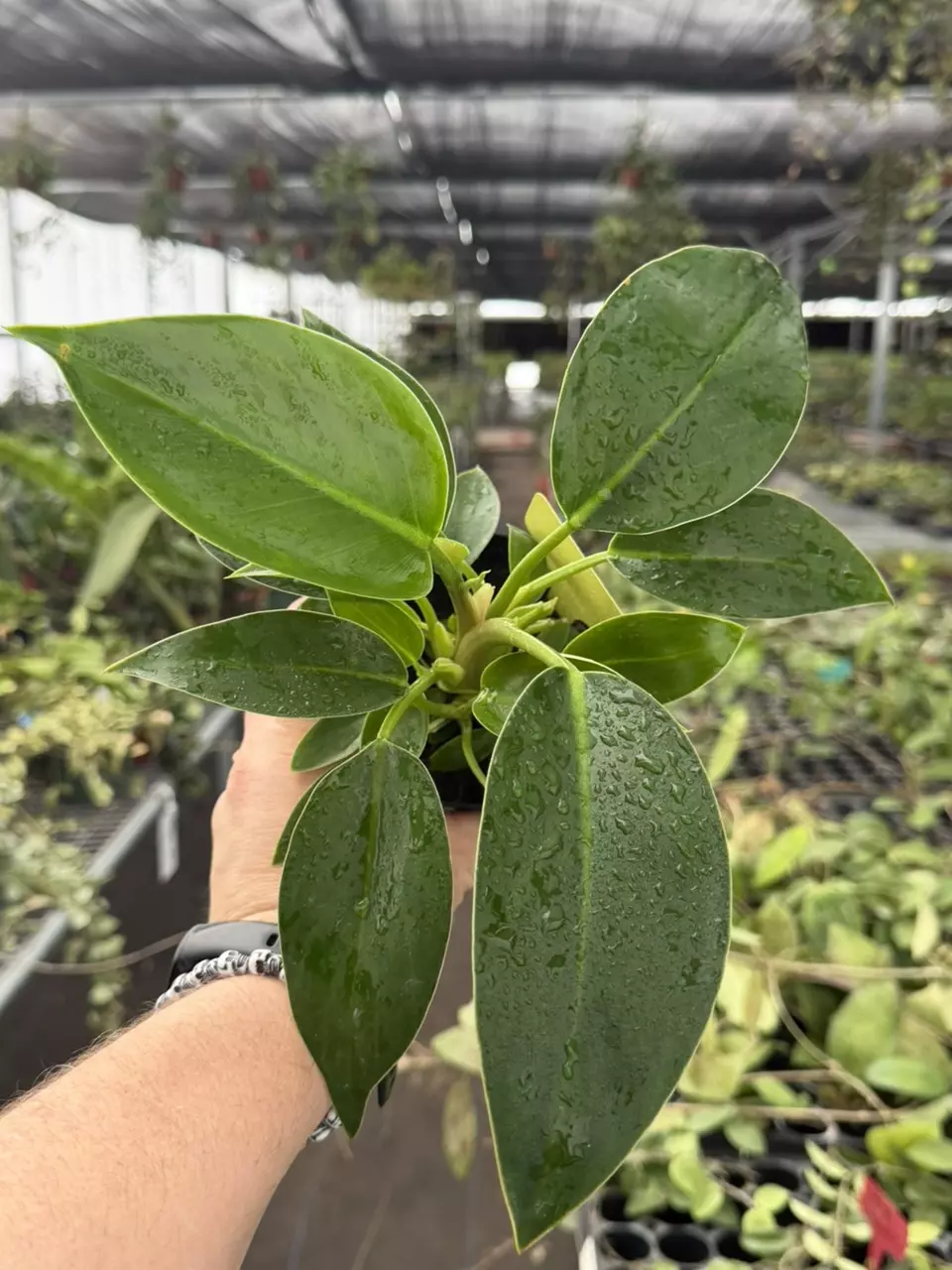 Exact Plant Philodendron Green Congo Specific 4” Pot 8449RSP | F | thumbnail