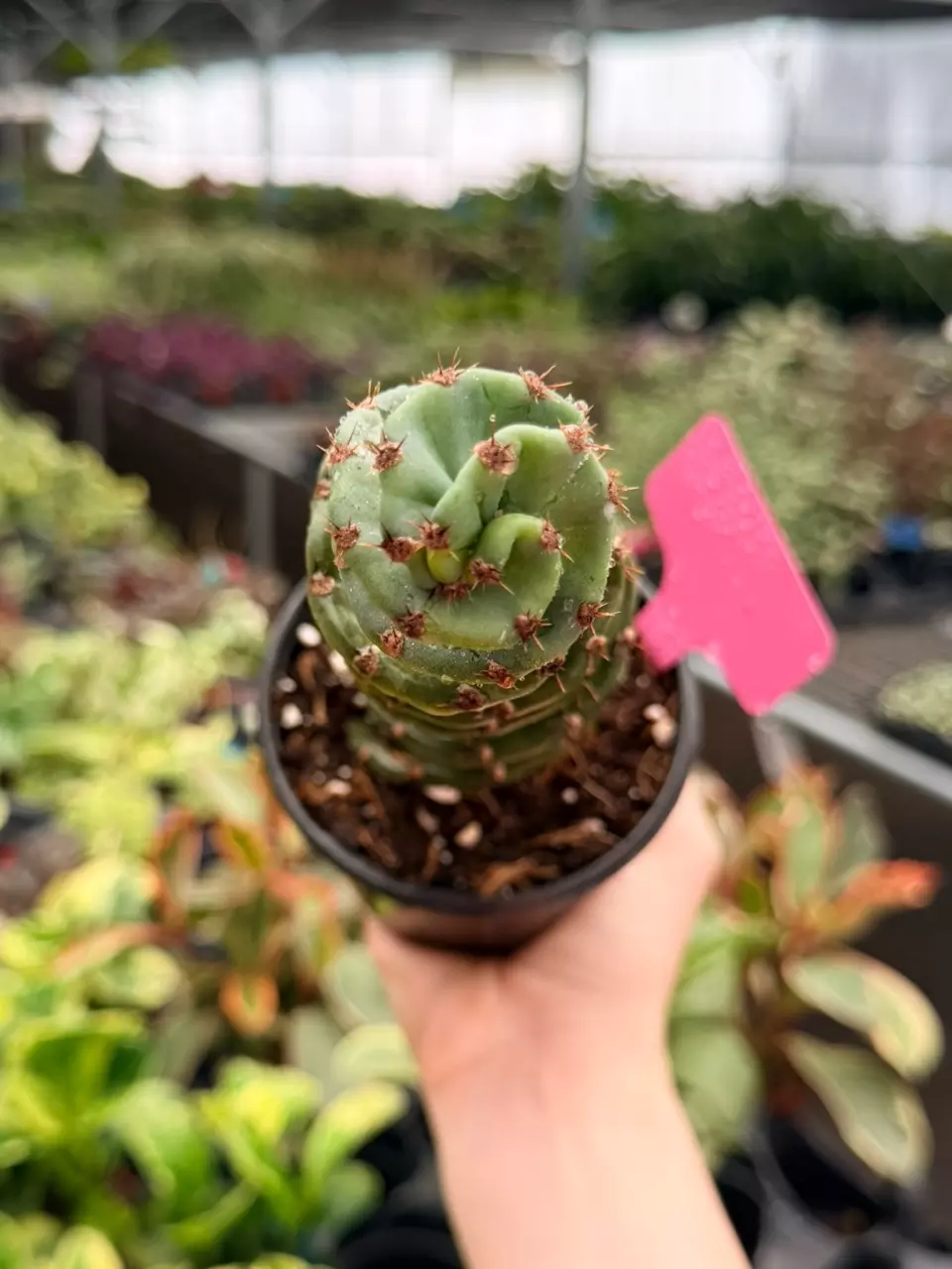 Spiral Cactus Specific 4” Pot 9013FEP | F thumbnail