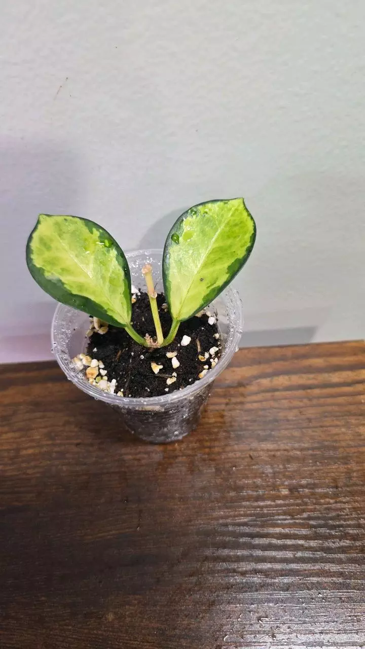 Hoya Australis Lisa 825 thumbnail