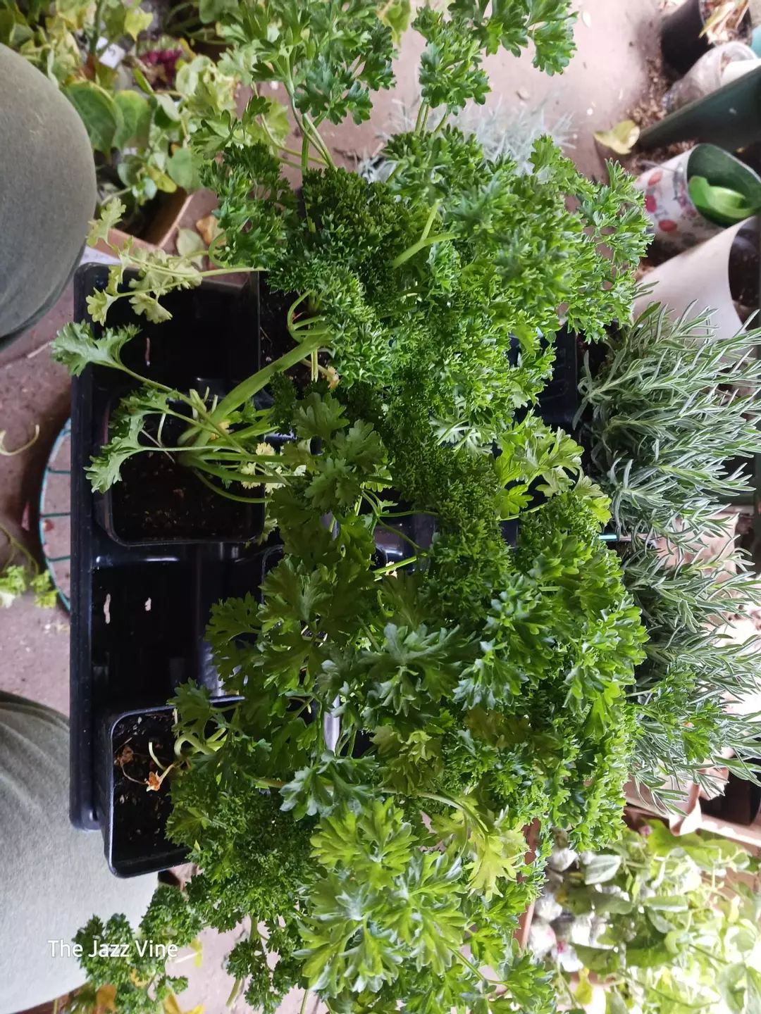 Parsley curly leaf thumbnail