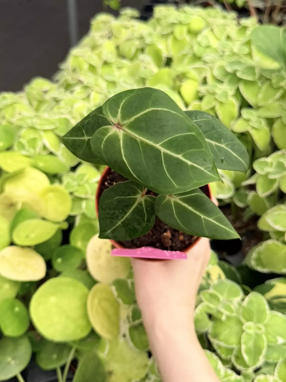 Anthurium Hoffmannii x Hulk Specific 4” Pot 9027FEP | F thumbnail