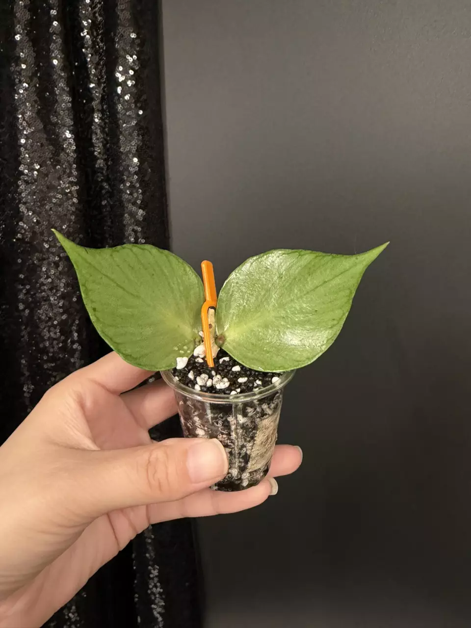 Polyneura Silver Unrooted Cutting thumbnail