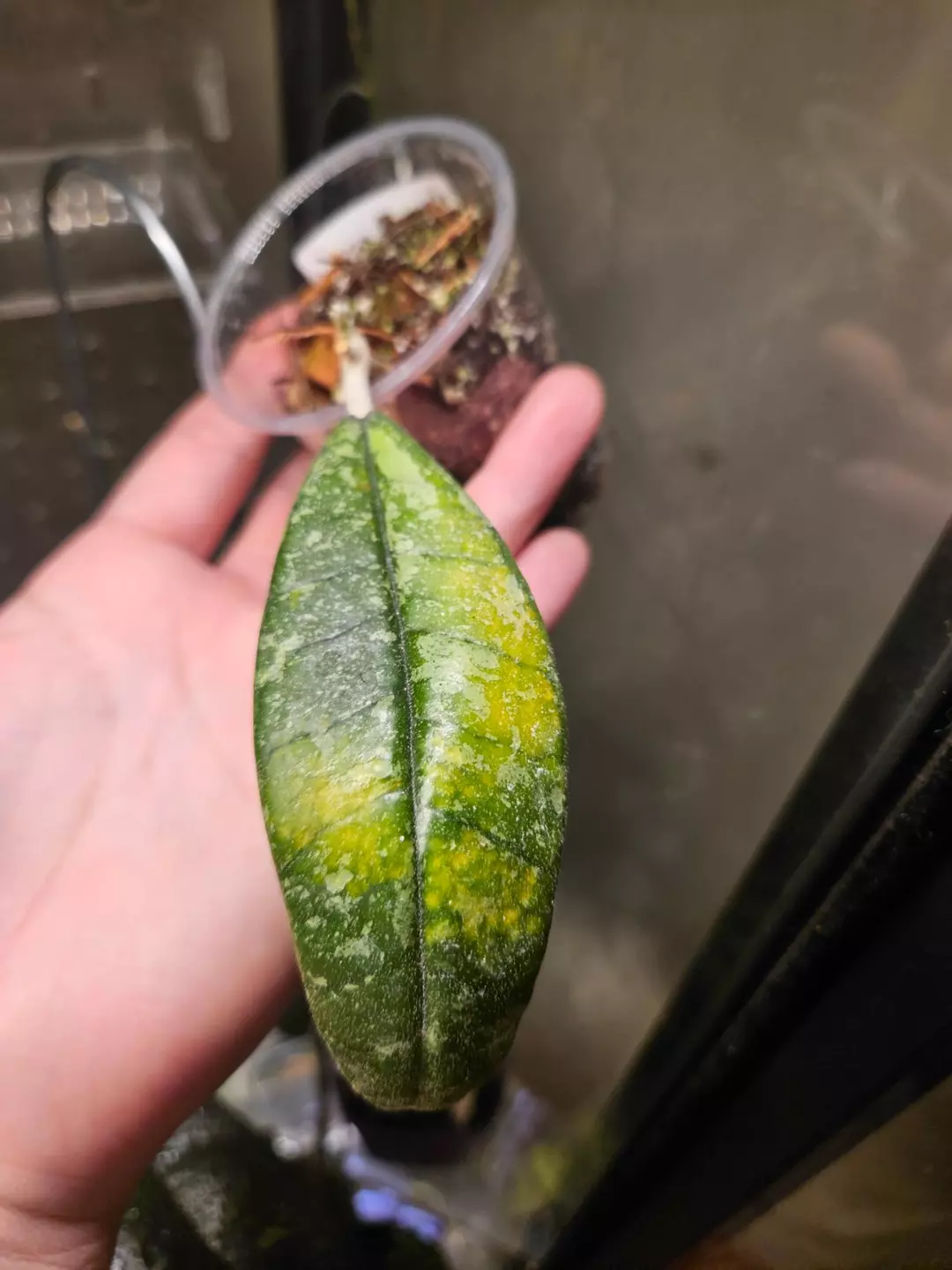 Hoya North Sumatra ugly duckling discount thumbnail