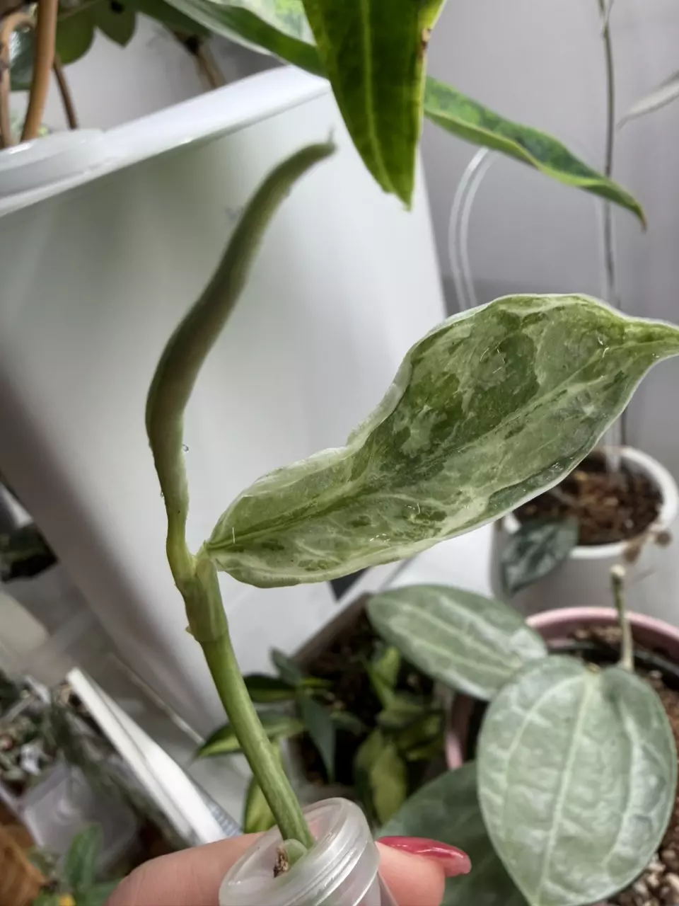 Scindapsus Perlas Topcut thumbnail
