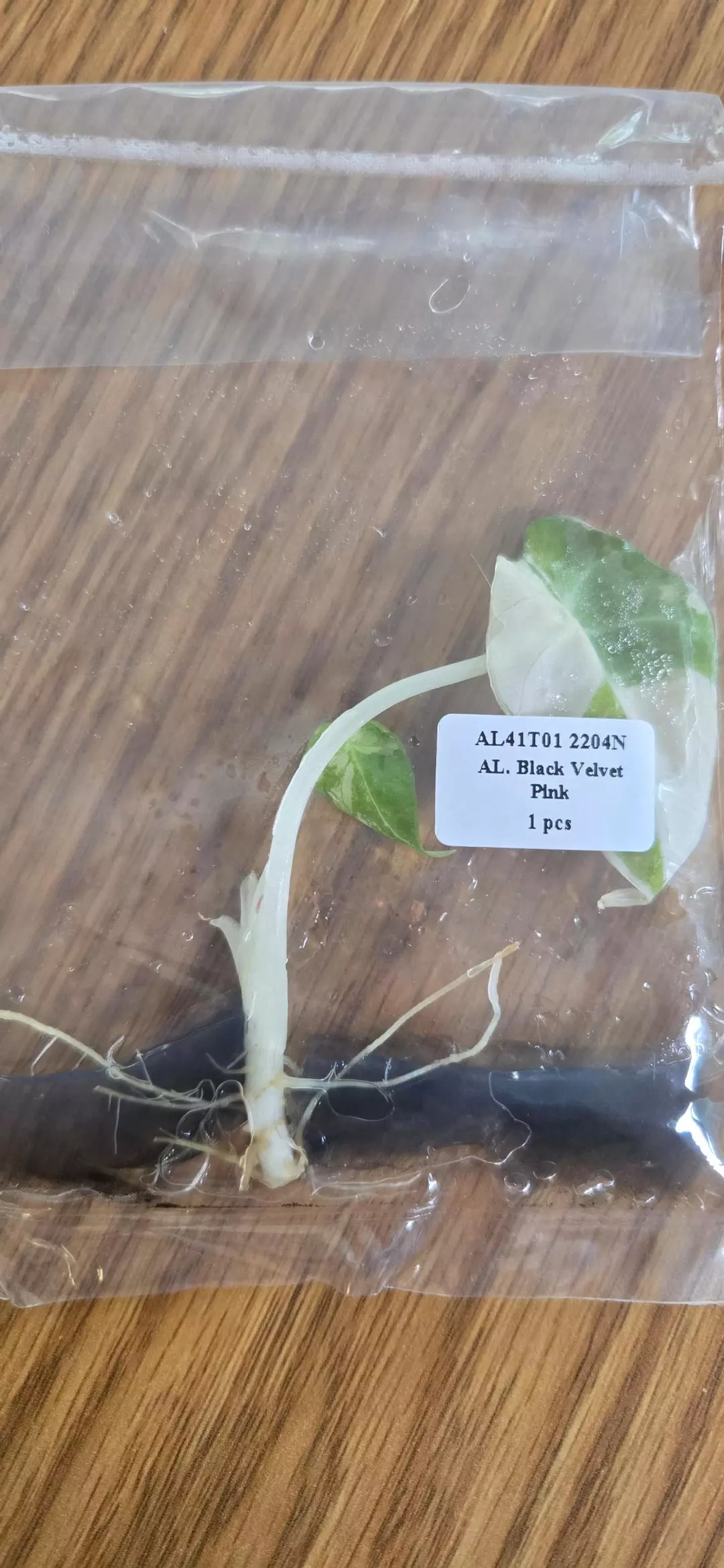 Alocasia Pink black Velvet thumbnail