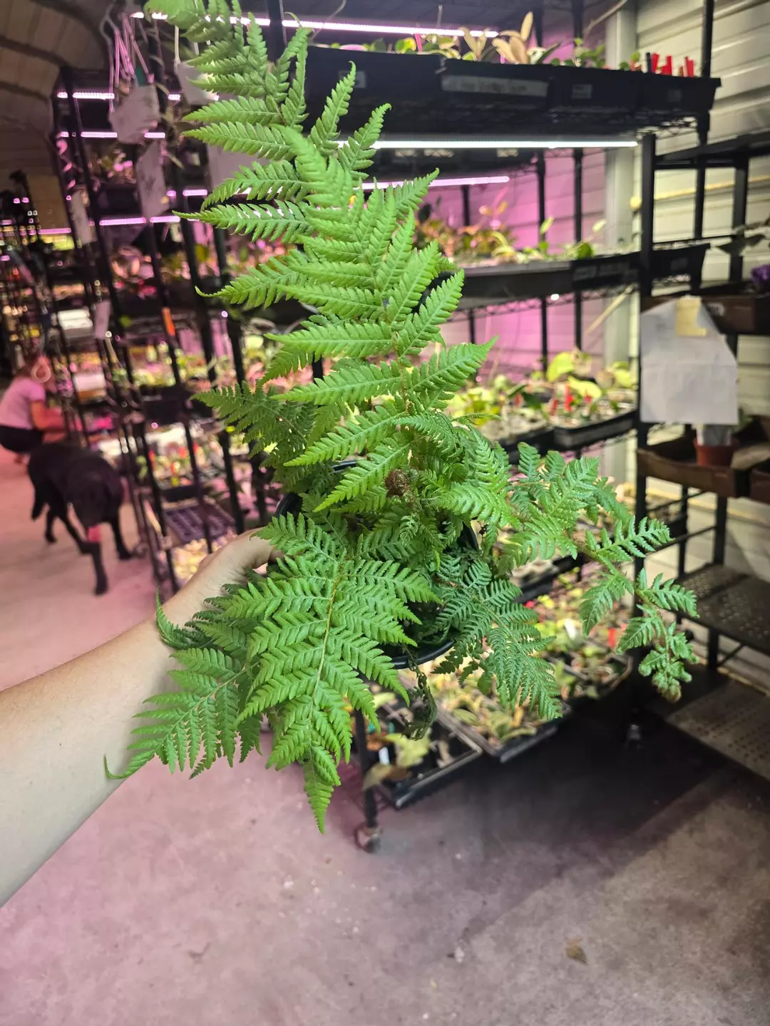 6in Australian Tree Fern thumbnail