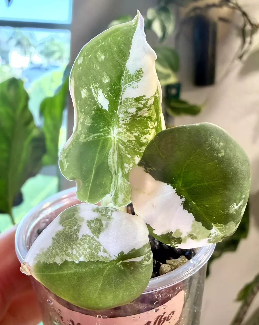 Pink Nebula Albo Alocasia thumbnail
