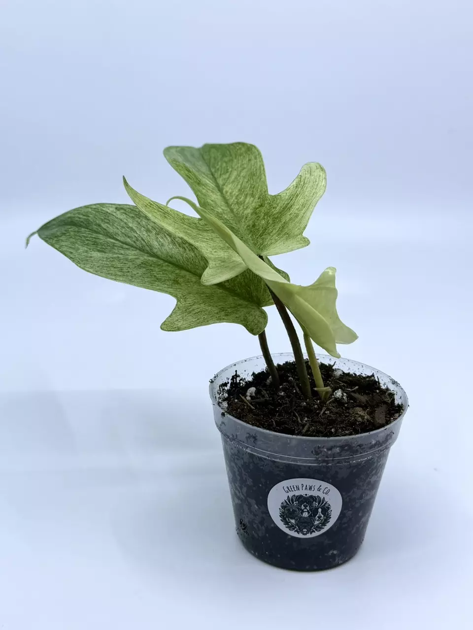Florida Ghost Philodendron thumbnail