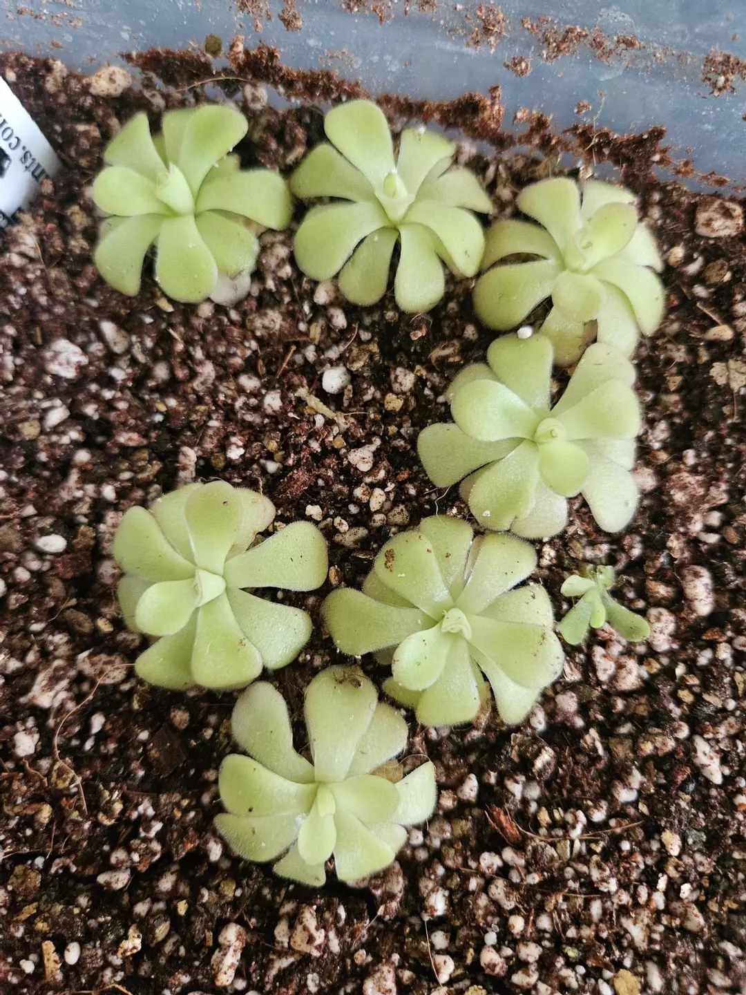 Pinguicula Agnata Ekuma [1] thumbnail