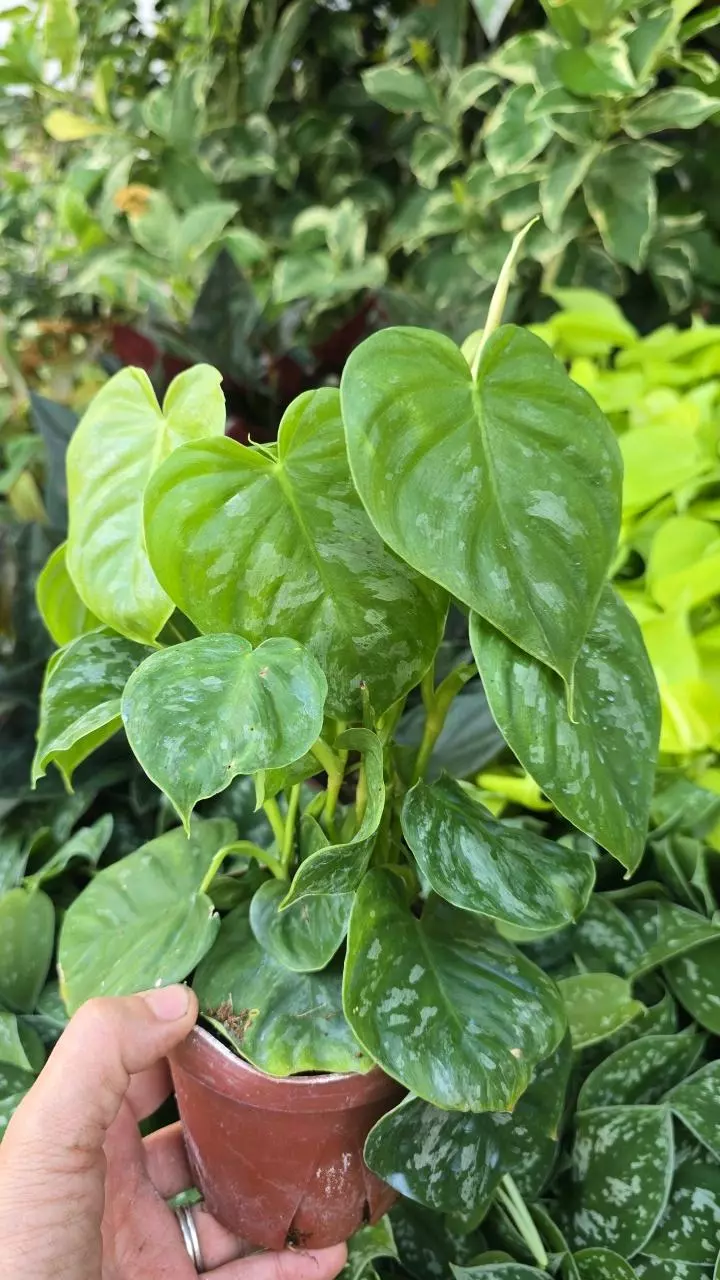 4in Philodendron majestic GC thumbnail