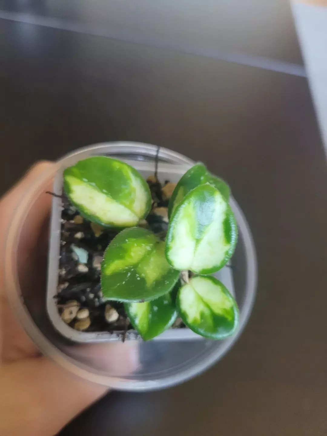 Hoya mathilde verigated thumbnail