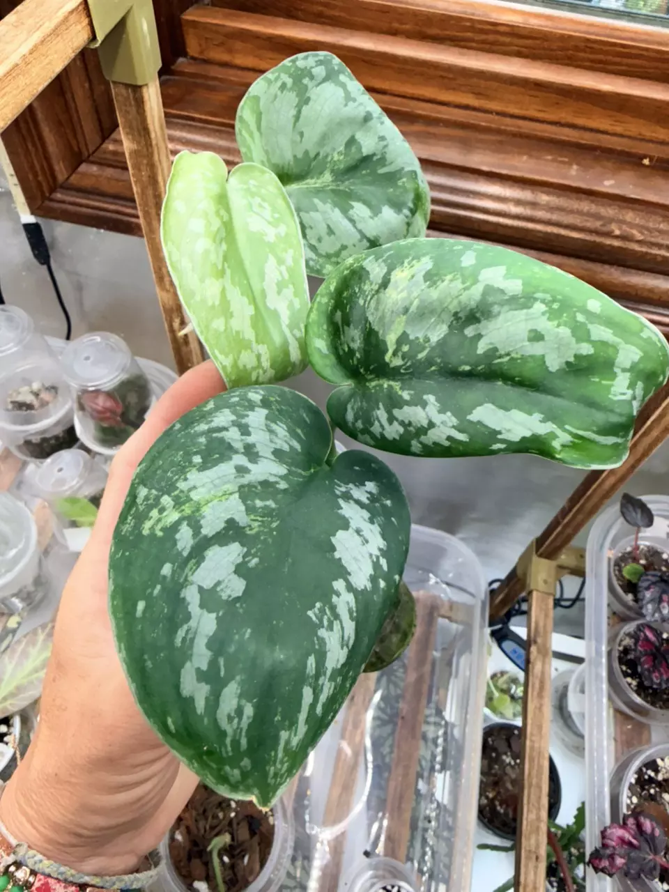 Scindapsus Tembaga thumbnail