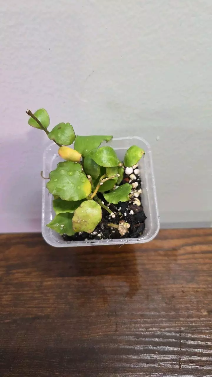 Hoya Endauensis 829 thumbnail