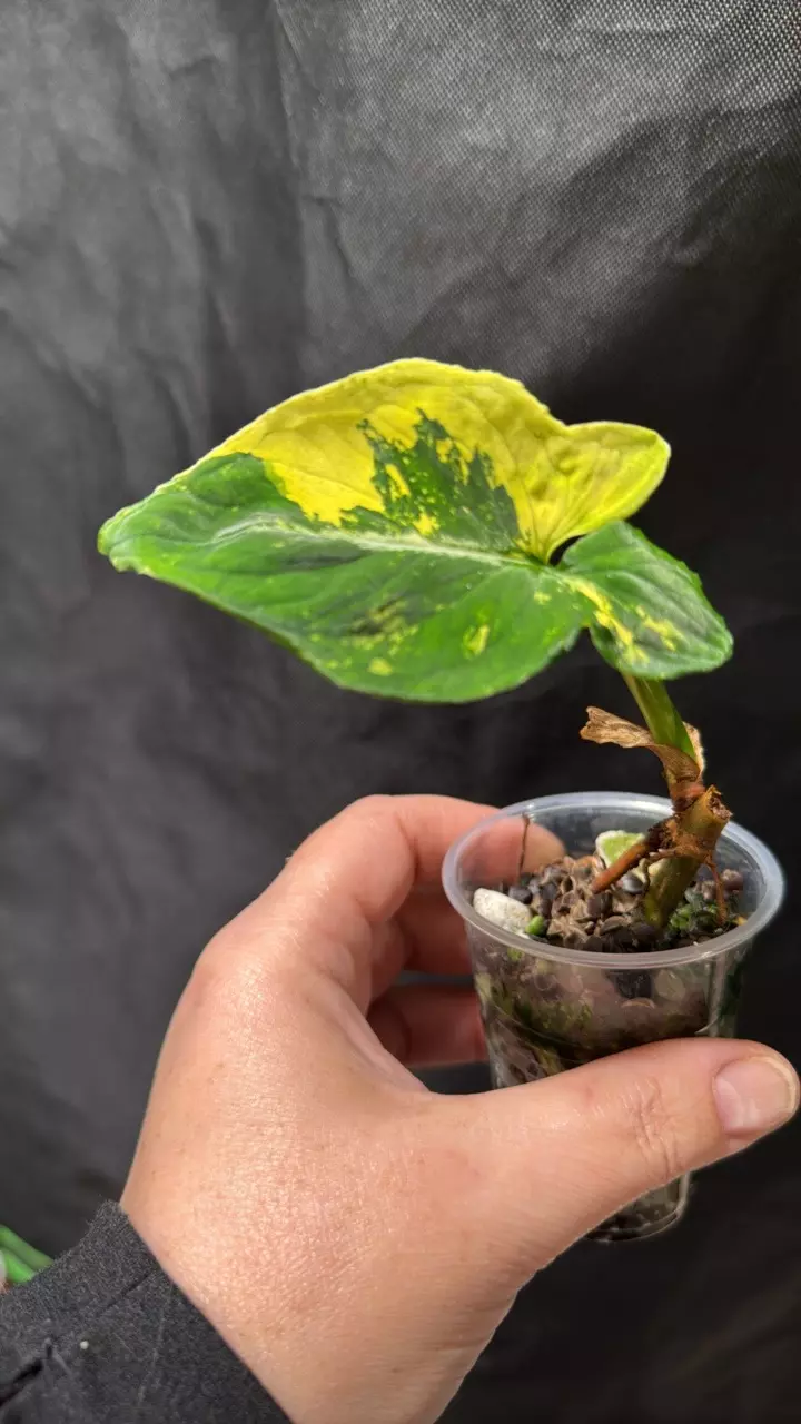 Scrambled Egg Syngonium Premium Color thumbnail