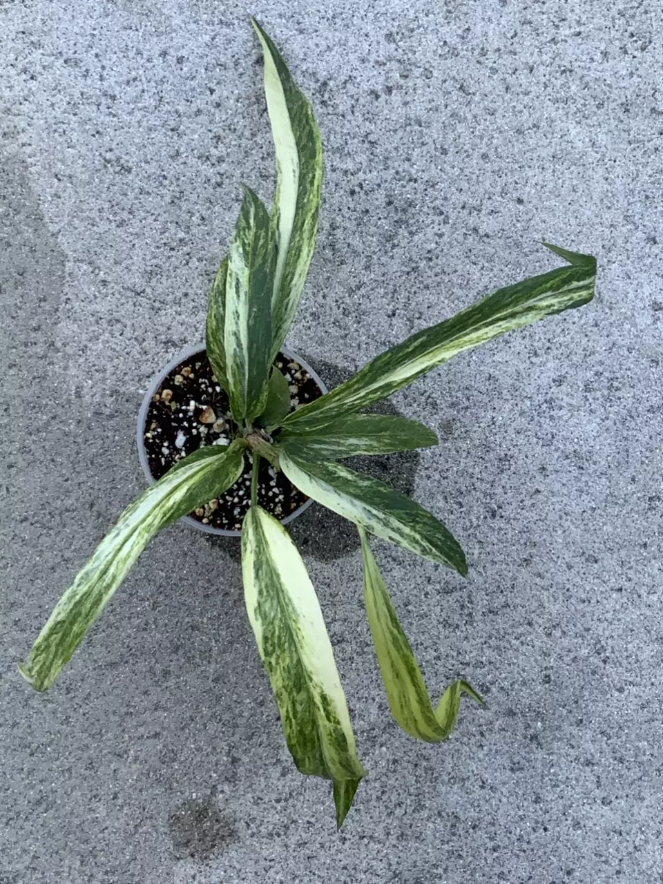 Anthurium Vittarifolium Variegated thumbnail