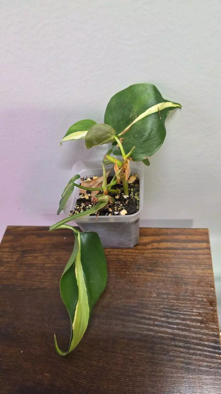 Philodendron Rio 836 thumbnail