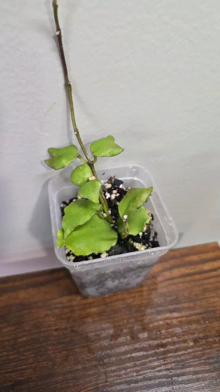 Hoya Endauensis 826 thumbnail