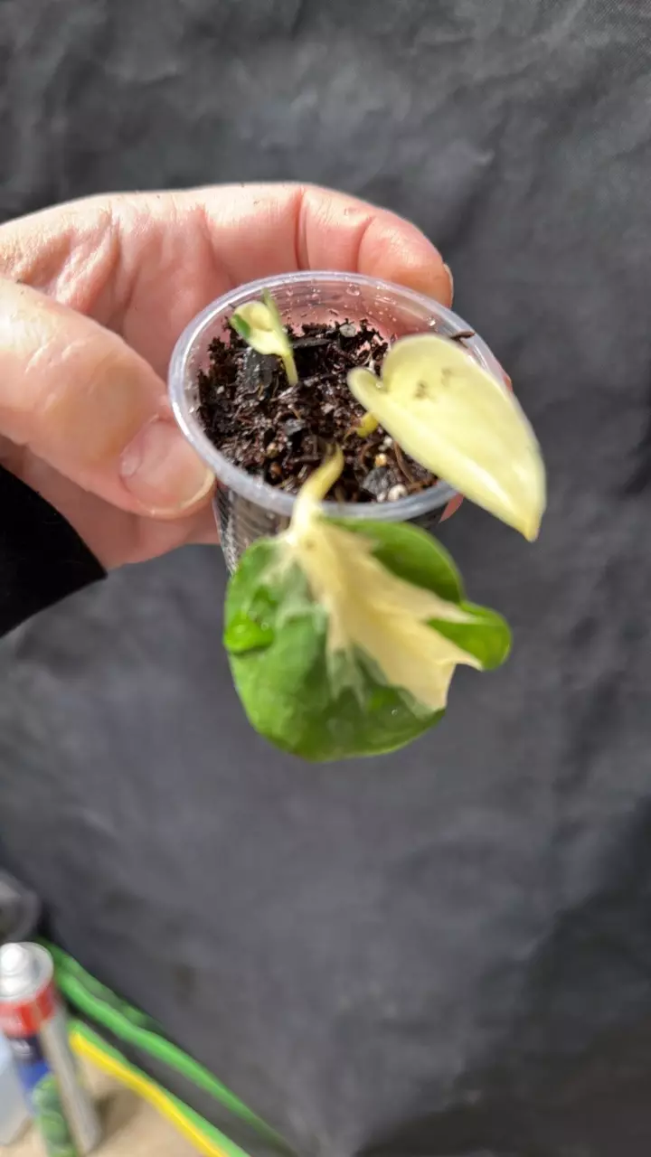 Mutant Manjula Pothos thumbnail