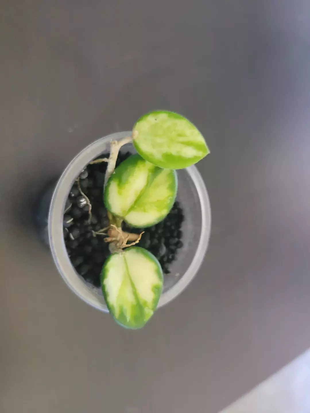 Hoya mathilde verigated thumbnail