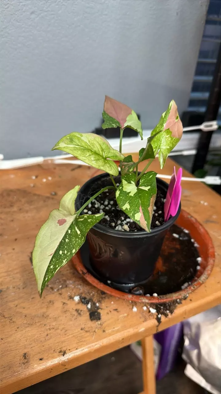 SYNGONIUM TRI COLOR 522 thumbnail