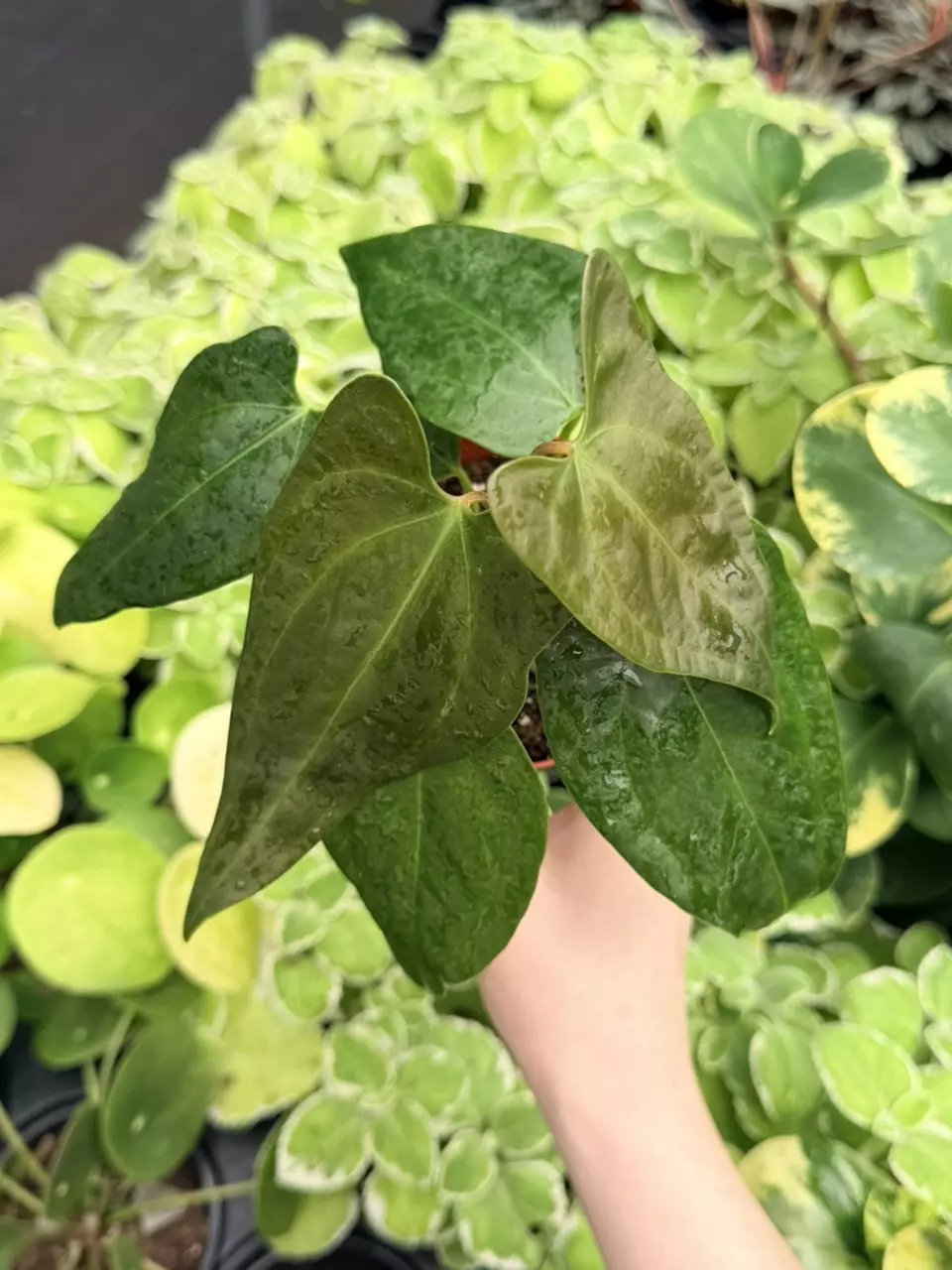 Anthurium SP Napo Specific 4” Pot 9022FEP | F thumbnail