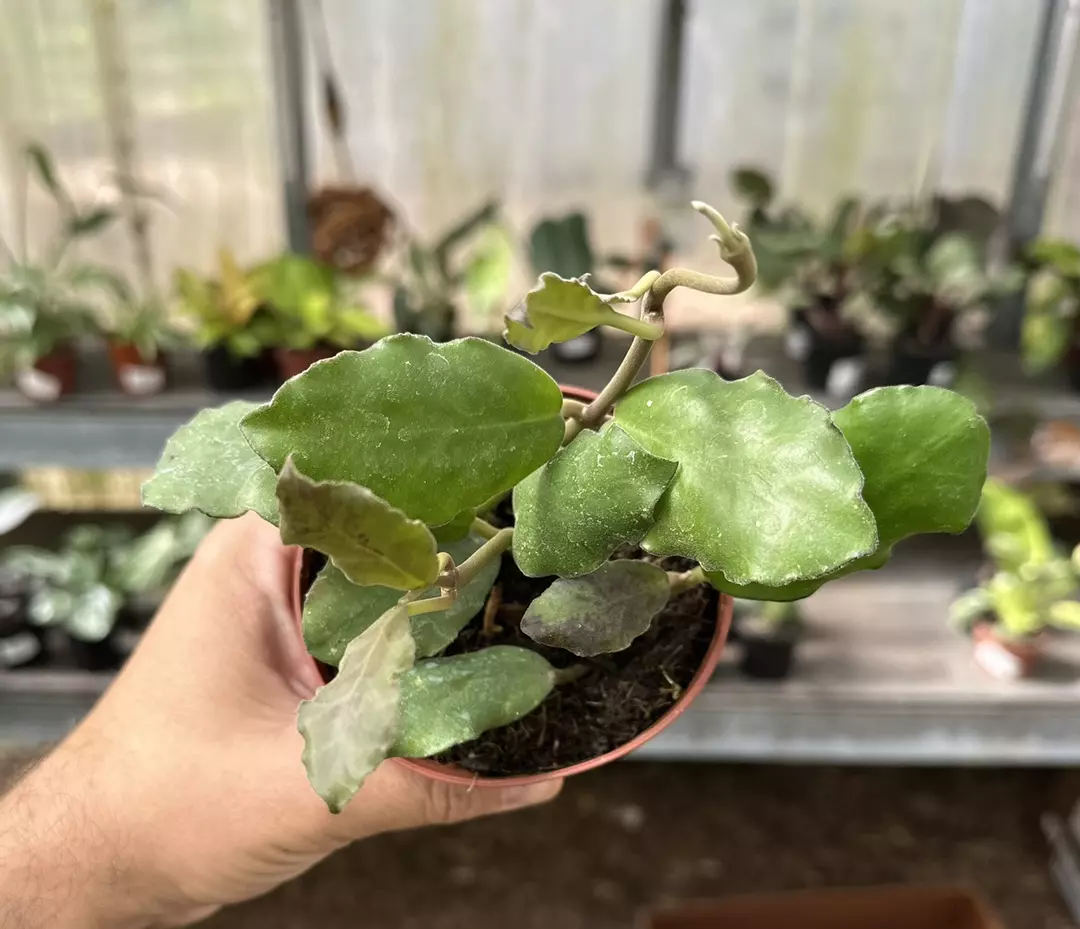 341 Hoya Waymaniae thumbnail