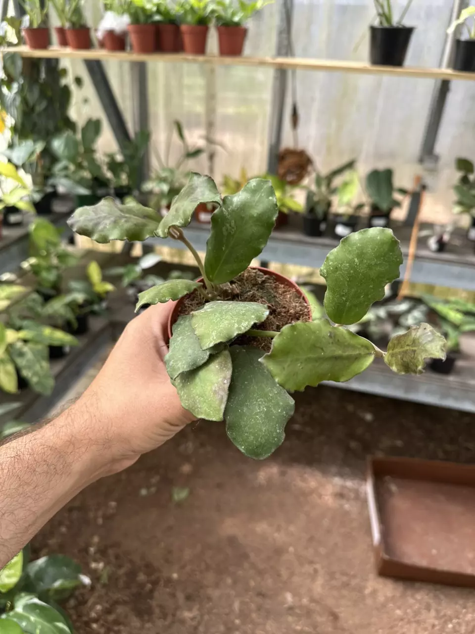 342 Hoya Waymaniae thumbnail
