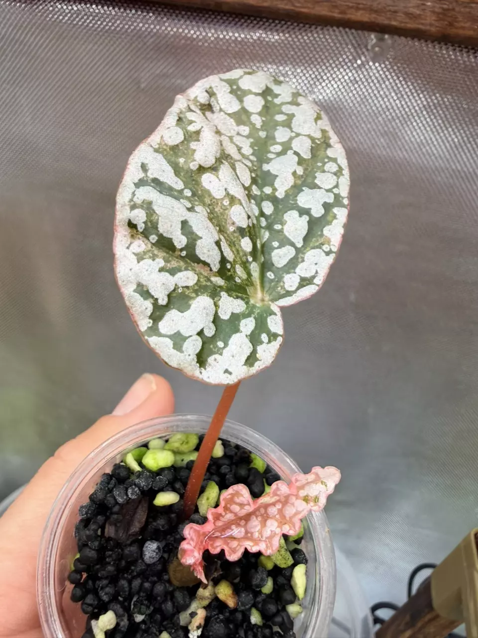 Variegated Snowcapped Begonia #276 thumbnail