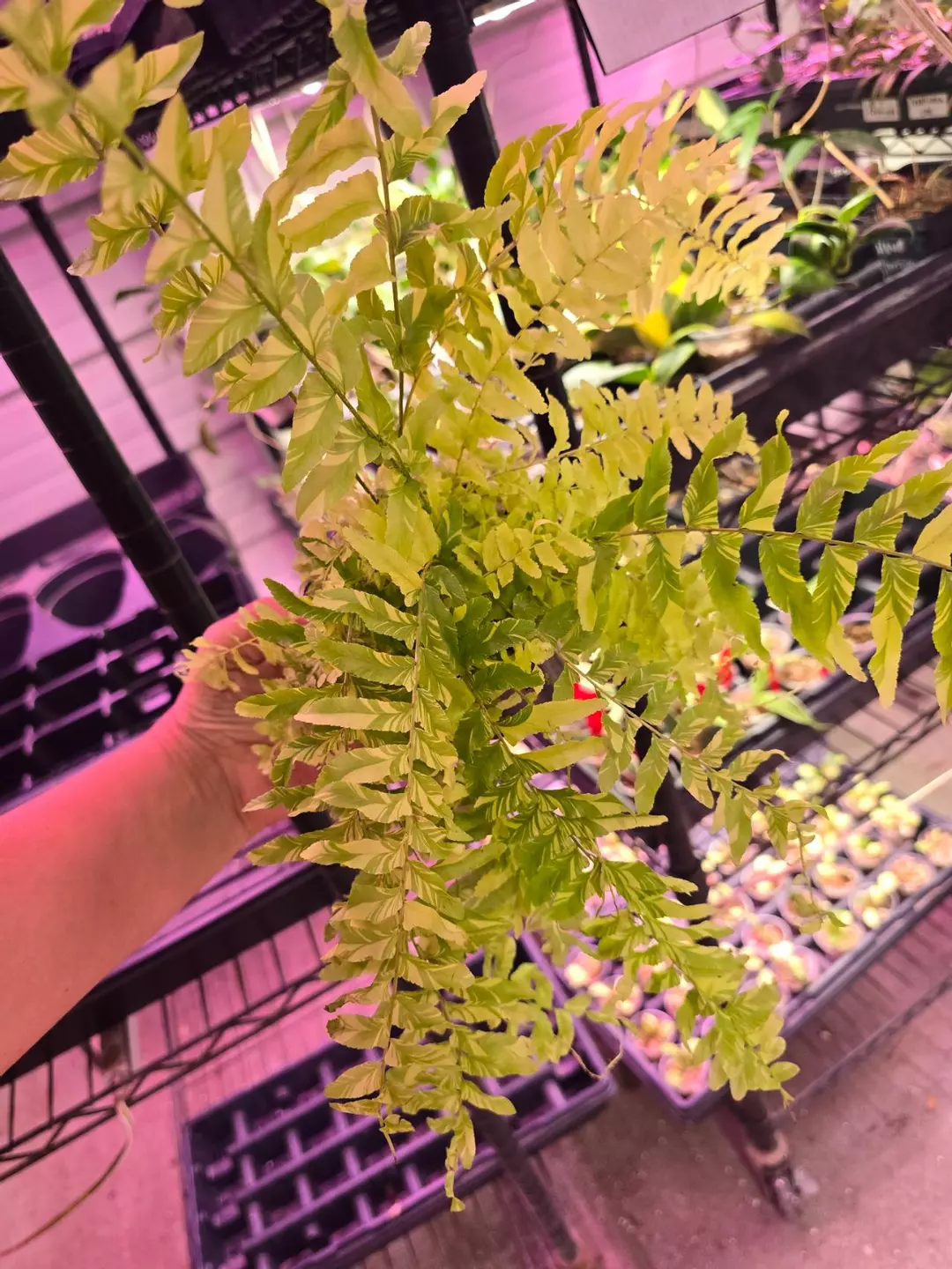 4in Fern Boston Tiger Stripe GC thumbnail