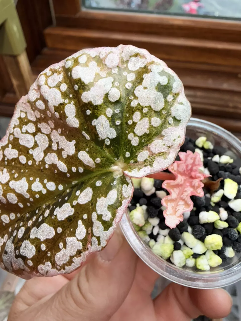 Variegated Snowcapped Begonia #346 thumbnail