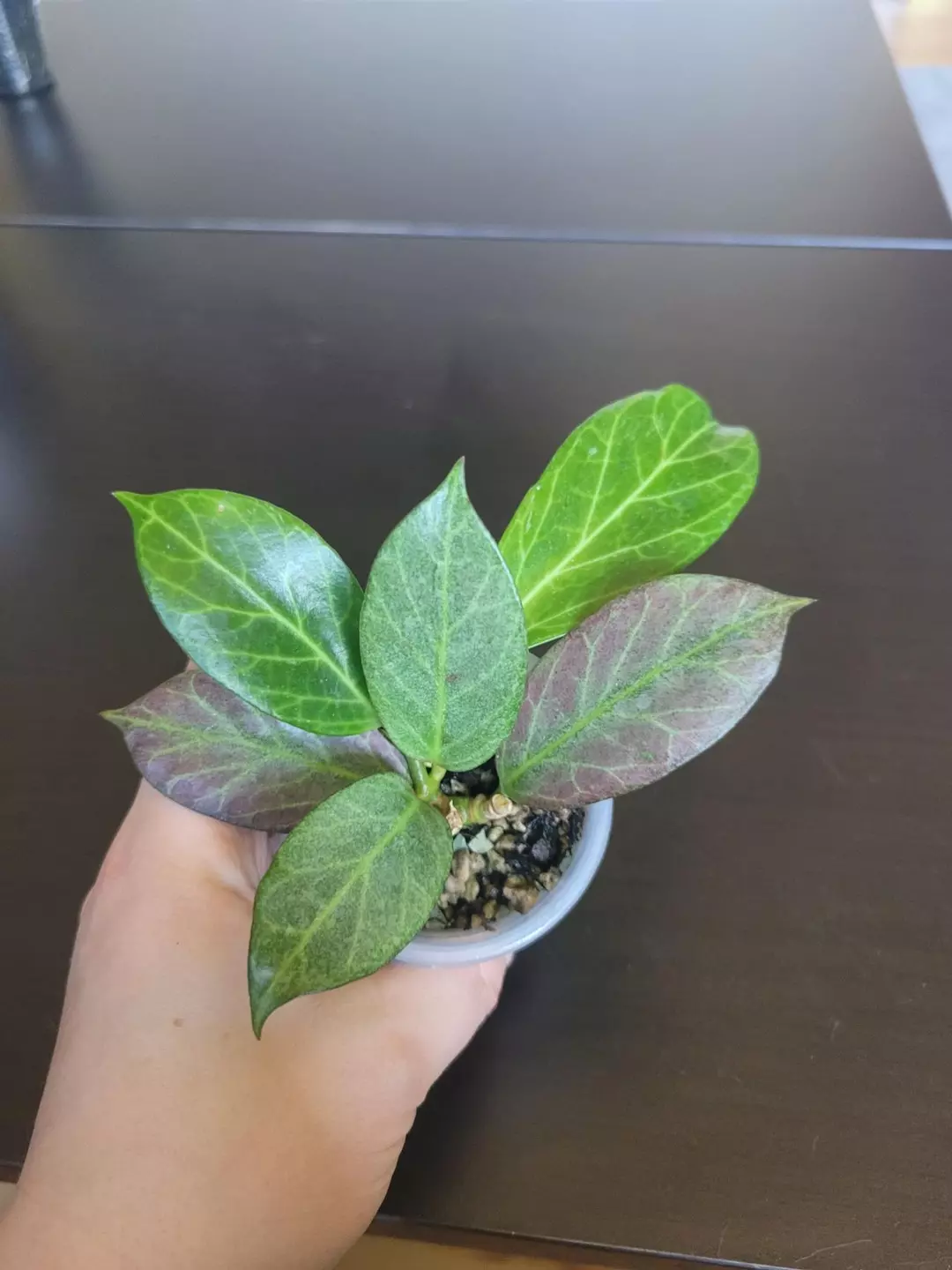 Hoya oblivata silver thumbnail