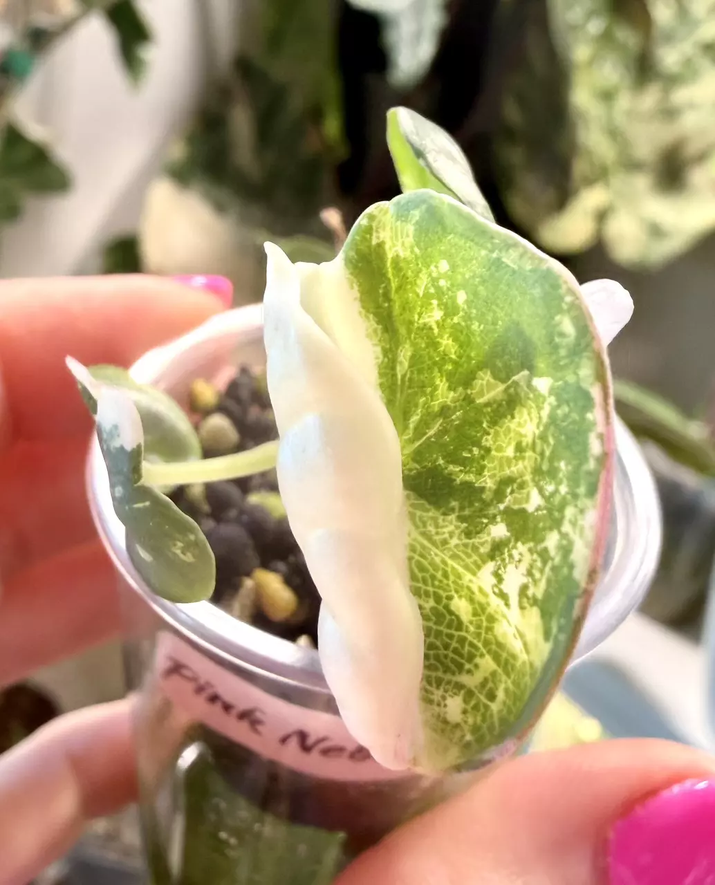 Pink Nebula Albo Alocasia thumbnail