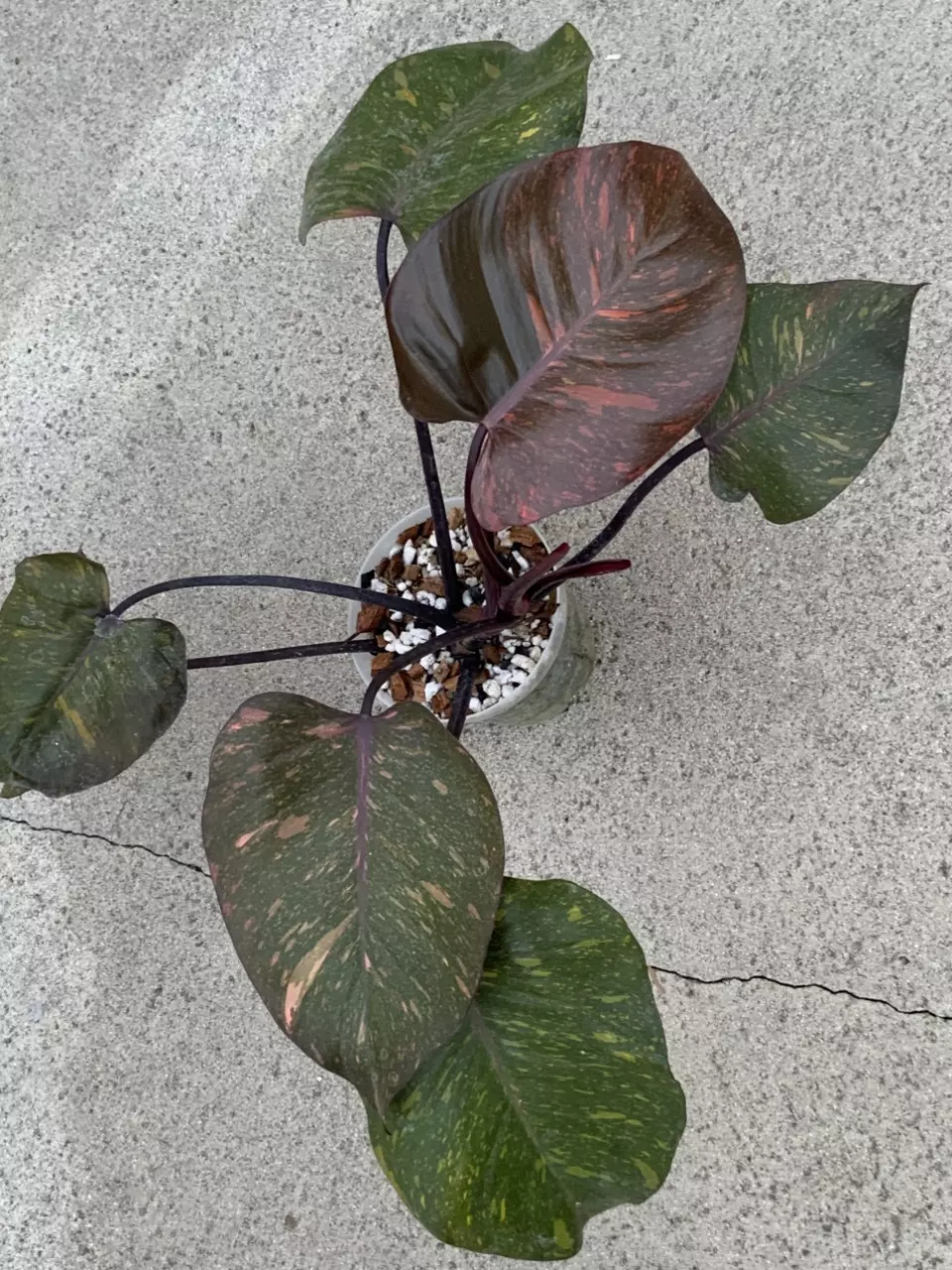 Philodendron Orange Princess Galaxy Marble Variegated thumbnail
