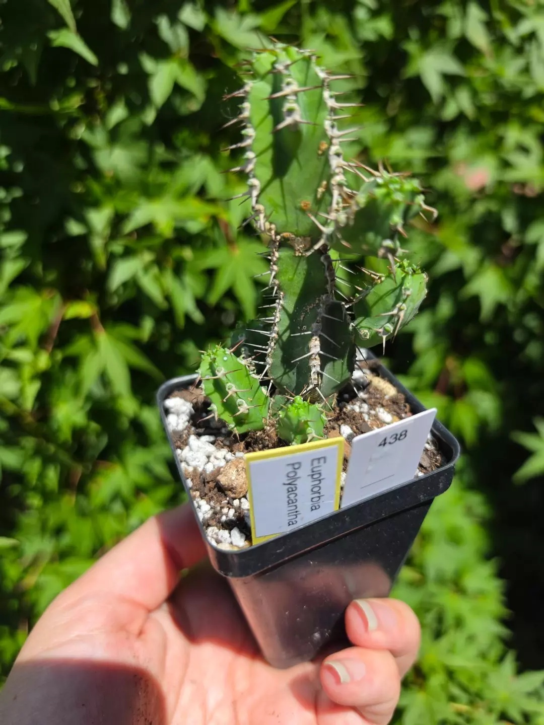 Euphorbia Polyacantha thumbnail