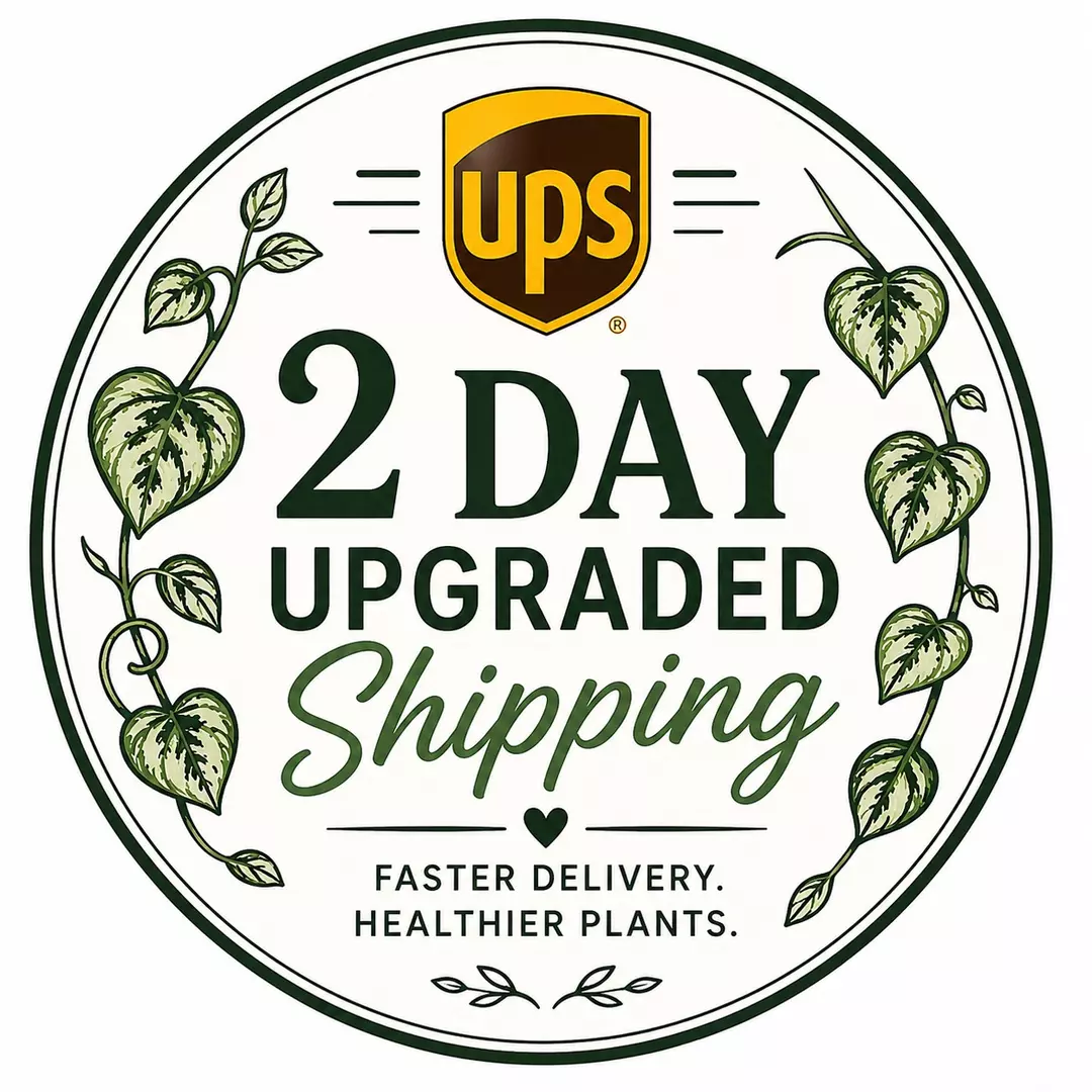 2 Day Upgrade UPS thumbnail