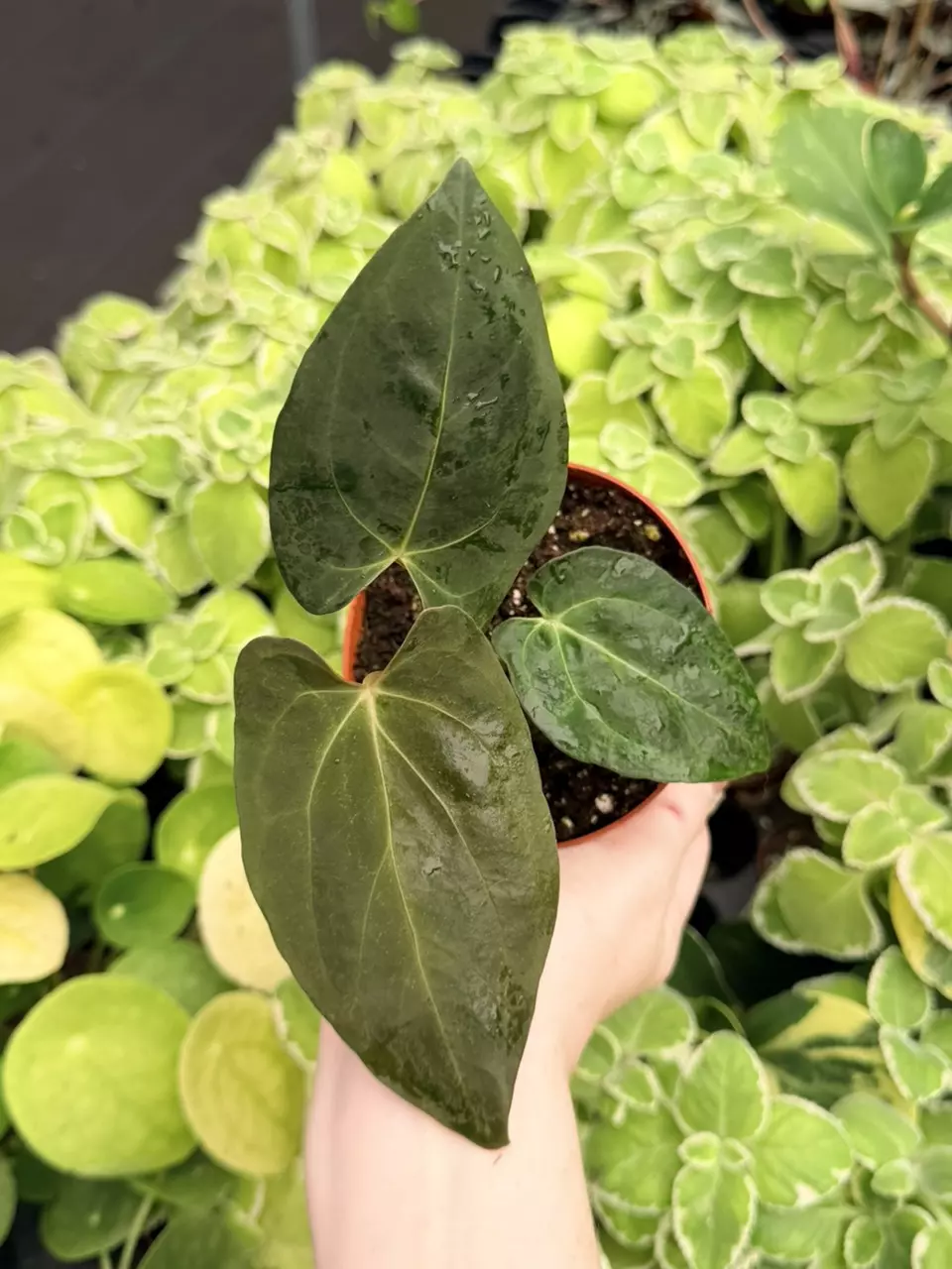 Anthurium Legend x Dark Mulan Specific 4” Pot 9025FEP | F thumbnail