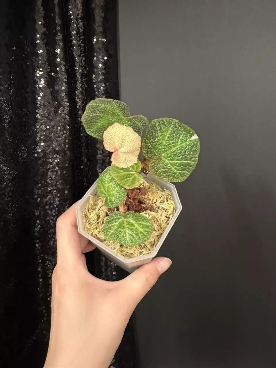Vegonia Solimutata Pink Variegated thumbnail