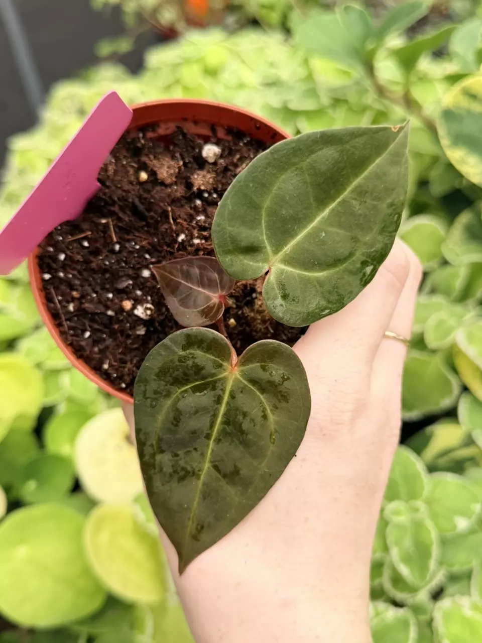 Anthurium Red Stem x Legend Specific 4” Pot 9029FEP | F thumbnail