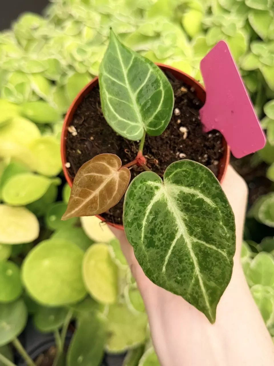 Anthurium Dressleri x Portillae Specific 4” Pot 9031FEP | F thumbnail