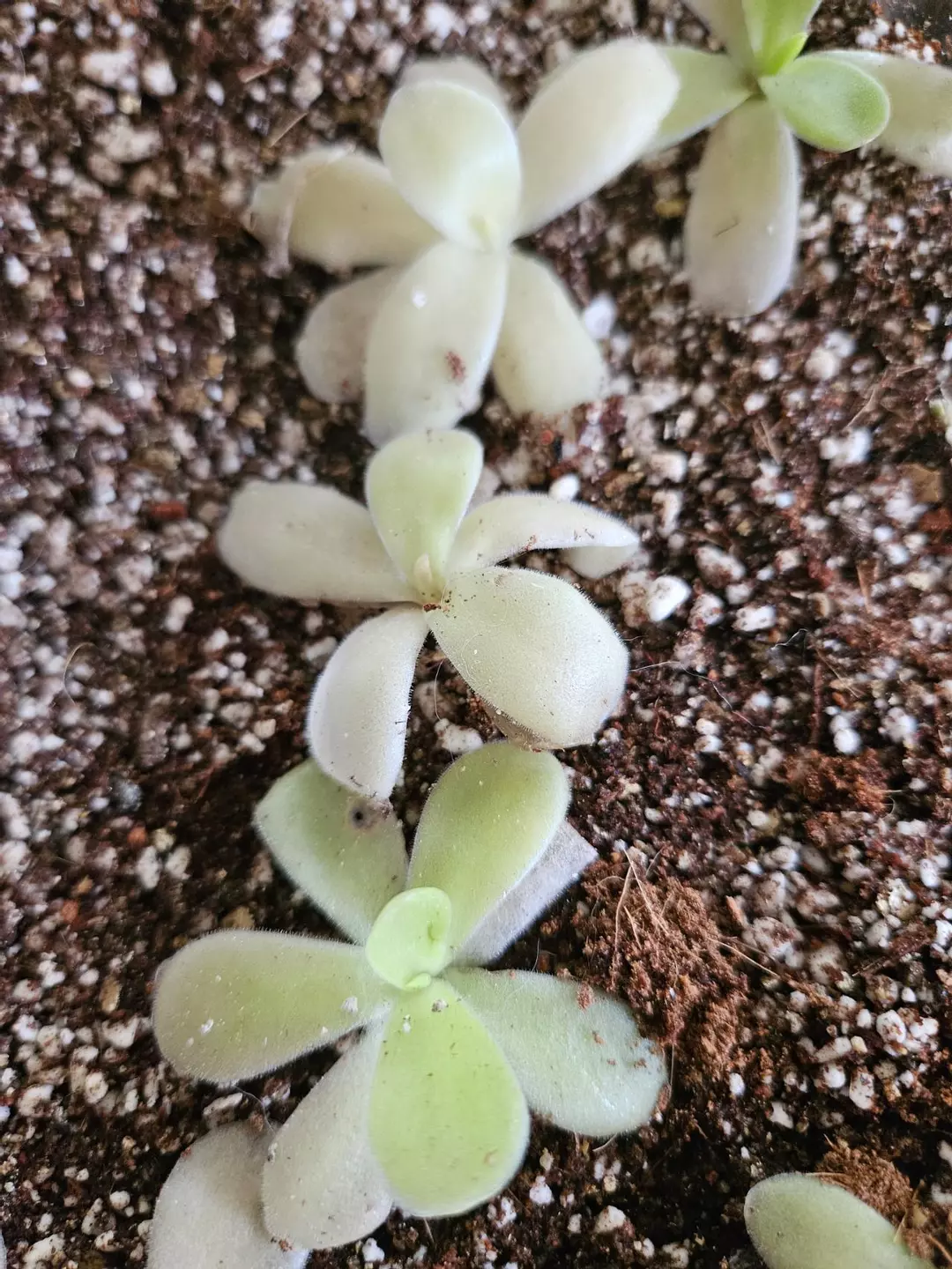 Pinguicula Gigantea Red (1) thumbnail