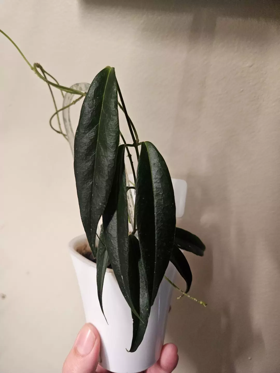 Hoya Paradisea thumbnail