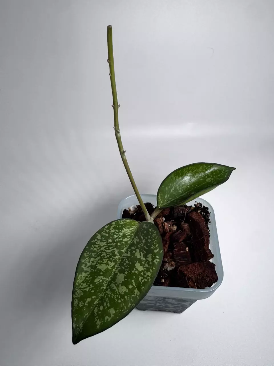Hoya Icensis Splash 0946 thumbnail