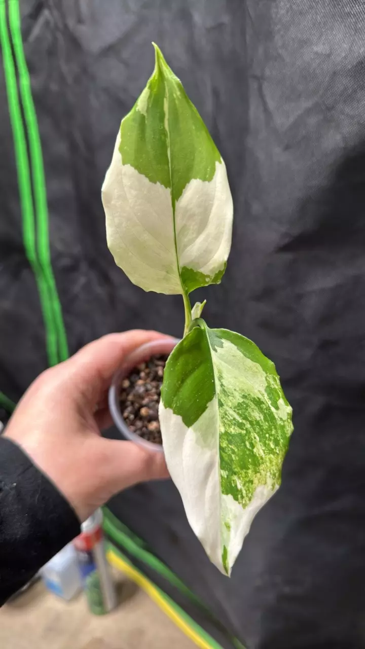 Aglaonema Split Milk thumbnail