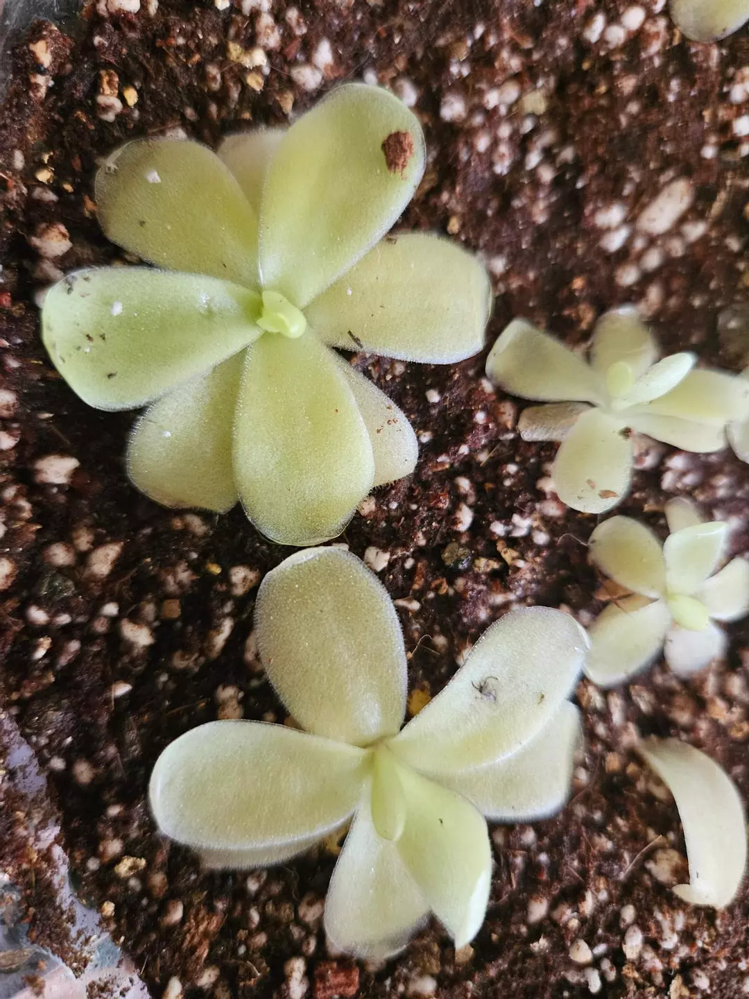 Gigantea Red Flush (1) thumbnail