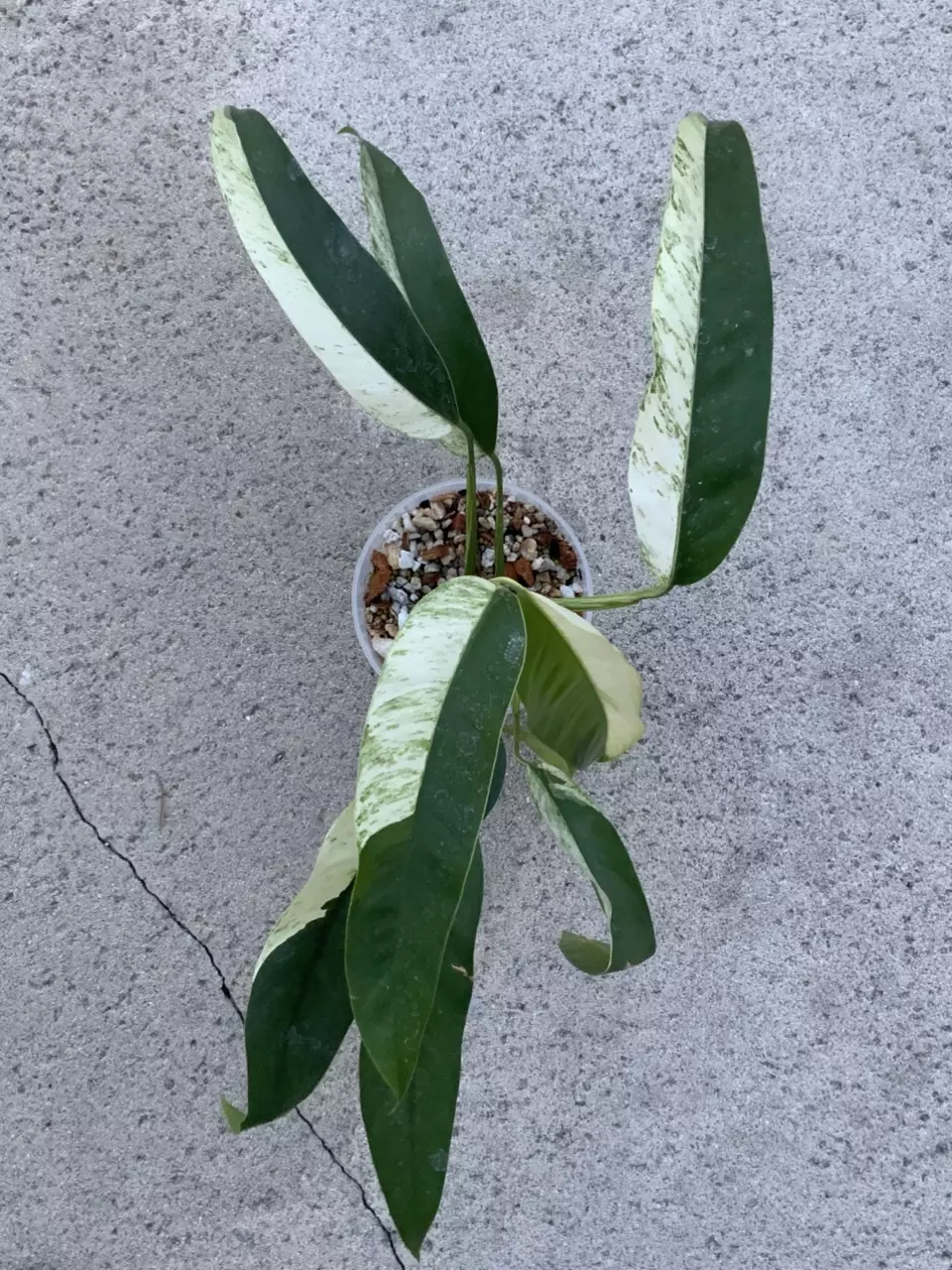 Epipremnum Giganteum white Pearl Giganteum Albo Variegated thumbnail