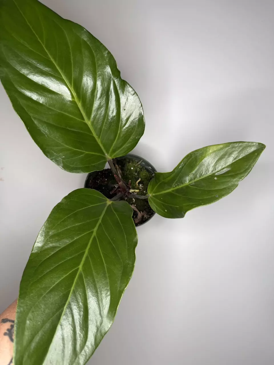 Anthurium Mancuniense thumbnail