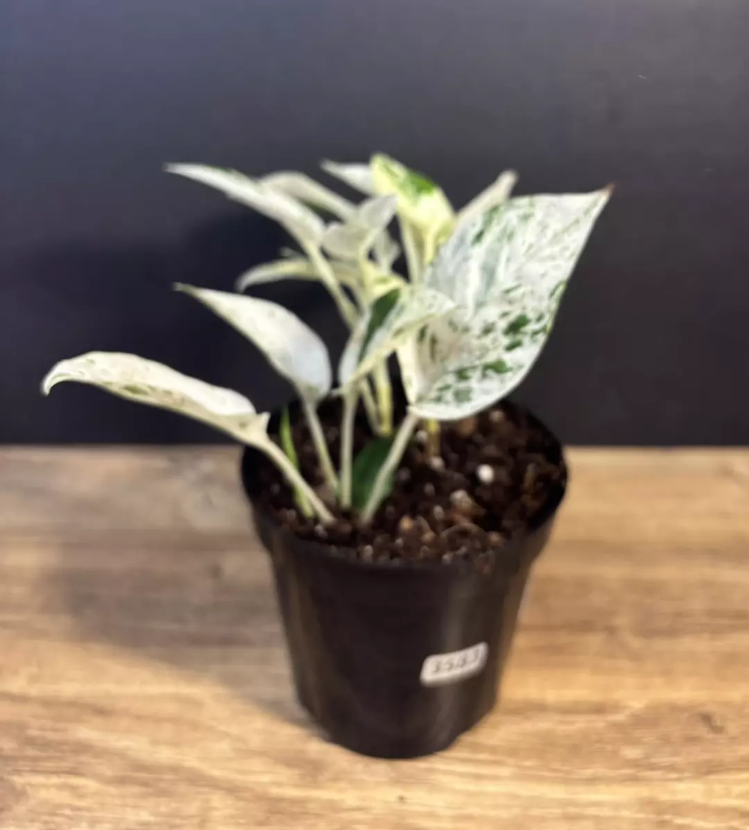 Epipremnum Pinnatum Marble 4” 3583 thumbnail